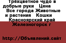 Трёхцветное чудо в добрые руки › Цена ­ 100 - Все города Животные и растения » Кошки   . Красноярский край,Железногорск г.